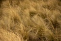 Bright Yellow Grasses Fill Small Field In The Chisos Mountains Of Big Bend