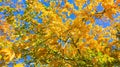 Bright Yellow and Green Autumn Leaves. Sky View