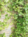 Bright yellow and green climbing branches of Hedera ivy against brick stone natural rock wall background making a frame template Royalty Free Stock Photo