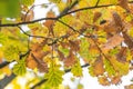 Bright yellow-green leaves on trees in autumn park