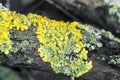 Bright yellow-green lichen Xanthoria parietina on tree bark Royalty Free Stock Photo