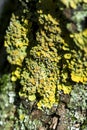 Bright yellow-green lichen Xanthoria parietina on tree bark Royalty Free Stock Photo