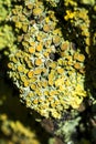 Bright yellow-green lichen Xanthoria parietina on tree bark Royalty Free Stock Photo