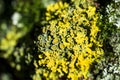 Bright yellow-green lichen Xanthoria parietina on tree bark Royalty Free Stock Photo