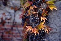 Bright yellow green and red wild grape vine climbing plant on textured gray stone wall Royalty Free Stock Photo