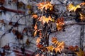 Bright yellow, green and red wild grape vine climbing plant on textured gray stone wall Royalty Free Stock Photo