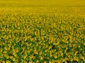 bright yellow and green sunflower field. heads with petal and green leaves. rural summer scene Royalty Free Stock Photo