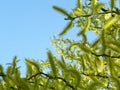 bright yellow green willow tree branches in the spring with fuzzy long flowers. soft background