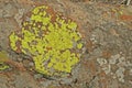 BRIGHT YELLOW GREY-GREEN AND WHITE LICHEN GROWING ON ROCK