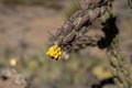 Bright Yellow Growth Of New Chain Link Cactus on Tree Cholla Royalty Free Stock Photo