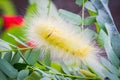 Bright yellow hairy caterpillar on tamarind leaves, soft focus.