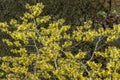 Hamamelis x intermedia Palida Royalty Free Stock Photo