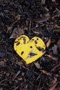 Bright Yellow heart shaped leaf on the forest floor in cape york australia, portrait