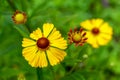 Bright yellow Helenium flowers in the garden