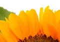 Bright yellow Helianthus annuus, the common sunflower Royalty Free Stock Photo