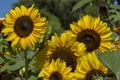 Bright Yellow Helianthus Sunflower Flowers Royalty Free Stock Photo