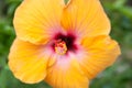 Bright yellow hibiscus flower closeup Royalty Free Stock Photo