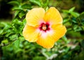 Bright yellow hibiscus flower closeup Royalty Free Stock Photo