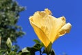 Bright yellow Hibiscus flower Royalty Free Stock Photo