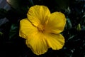 Bright Yellow Hibiscus Flower in the Garden Royalty Free Stock Photo