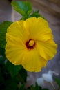 A bright yellow hibiscus flower isolated against green foliage. Royalty Free Stock Photo