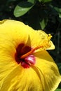 bright yellow Hibiscus flower with red centre Royalty Free Stock Photo