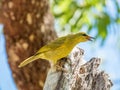 Yellow Honeyeater in Queensland Australia