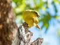 Yellow Honeyeater in Queensland Australia