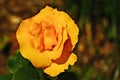 Bright yellow hybrid tea rose Royalty Free Stock Photo