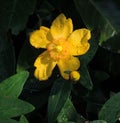 Bright yellow, Hypericum, or St John`s Wort,