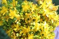 Bright yellow hypericum flowers blooming in the summer meadow Royalty Free Stock Photo