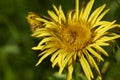 Inula salicina plants in bloom Royalty Free Stock Photo