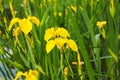 Bright yellow iris on a background of green leaves