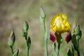 Bright yellow iris