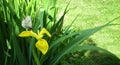 Bright yellow iris flower on a green background of leaves, on the flower sits a white butterfly, cabbage, hawthorn, white. Summer Royalty Free Stock Photo