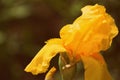 Bright yellow iris flower in the summer garden close-up. Retro style toned Royalty Free Stock Photo