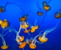 Bright Yellow Jellyfish in Blue Water Royalty Free Stock Photo