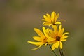 Bright yellow Jerusalem artichoke flowers on a restrained green background. Selective focus