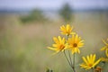 Bright yellow Jerusalem artichoke flowers on a restrained green background.