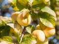 Bright yellow juicy ripe apples on a branch in late summer Royalty Free Stock Photo