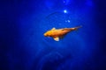 Bright yellow koi carp on dark blue shiny water background close up, exotic goldfish swims in ocean, beautiful tropical gold fish Royalty Free Stock Photo