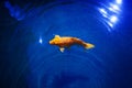 Bright yellow koi carp on dark blue sparkling water background close up, exotic goldfish swims in ocean