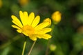 Bright yellow landscaping flower, California