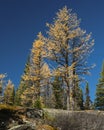 Bright yellow larch trees against a blue sky, Lake O\'Hara, Yoho national Park, Canadian Rockies. Vertical format Royalty Free Stock Photo