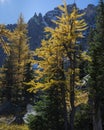 Bright yellow larch trees with snow-capped mountains in the background in Lake O\'Hara, Yoho national Park, Canadian Rockies.