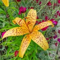 A bright yellow large flower of a tiger lily grows in the garden Royalty Free Stock Photo