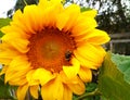 On a bright yellow large sunflower in the garden on a summer day a bee or a bumblebee sits and eats nectar. Royalty Free Stock Photo