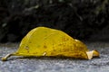 Bright yellow leaf on ground. Fallen leaf closeup. Autumn season nature detail. Royalty Free Stock Photo