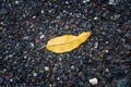 Bright yellow leaf laying down against dark background made from small colored rocks Royalty Free Stock Photo