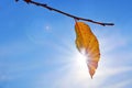 A bright yellow leaf on tree in the rays of the sun on an autumn day. Royalty Free Stock Photo